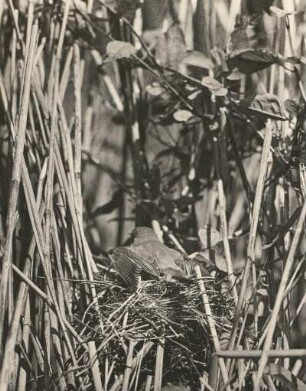 Rotrückenwürger oder Neuntöter (Lanius collúrio L.). Weibchen auf dem Nest beim Schützen des Geleges vor Sonne