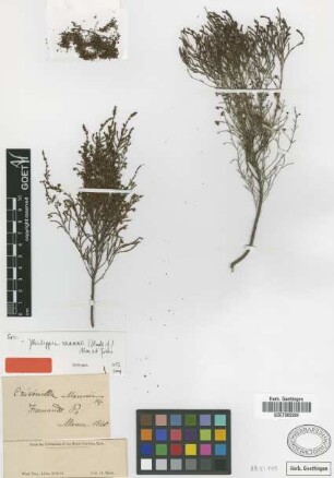 Ericinella mannii Hook.f. [type]