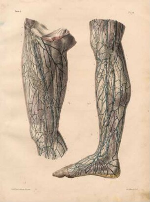 Lymphgefäße des Beins