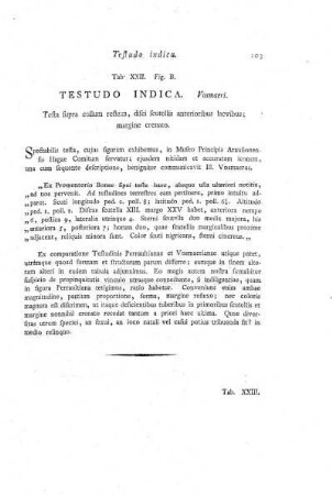 Tab. XXII. Fig. B. Testudo Indica.