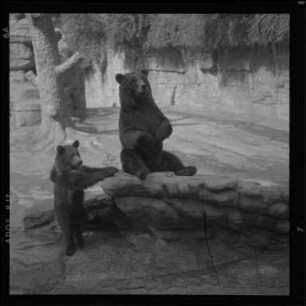 Braunbären im Zoo
