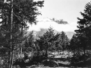 Wald : Ein Wald mit großen Tannenbäumen