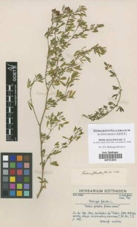 Medicago falcata L.