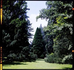 Insel Mainau: Baumgruppe auf der Mainau
