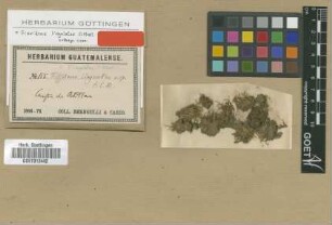 Fissidens lingulatus Müll.Hal. [isotype]