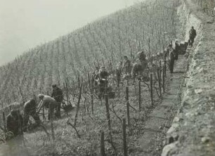 Radebeul: Volksweingut Lößnitz. Weinlese "Goldener Wagen"