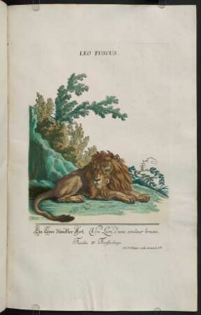 Leo Fuscus. - Ursus Albus.