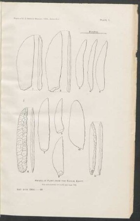 Plate 1. - Knives of flint from Fayum, Egypt.