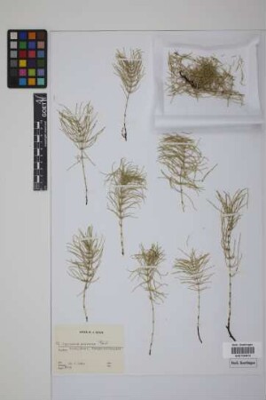 Equisetum pratense Ehrh.