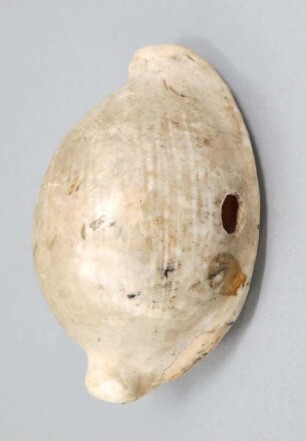 Schneckengehäuse (ovula ovum)