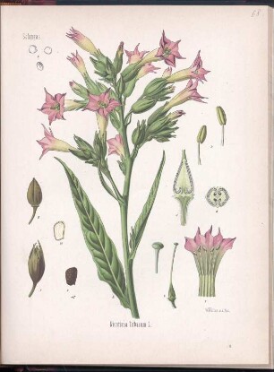 Tabak - Tobacco, Cultivated Tobacco, Virginian Tobacco - Nicotiane, Tabac. Familie: Solaneae. Gattung: Nicotiana L. Farbtaf. 68 aus: Köhler's Medizinal-Pflanzen in naturgetreuen Abbildungen mit kurz erläuterndem Texte - Band 2 : ([circa] 1890). Dresden: SLUB 2038 05040 002 001
