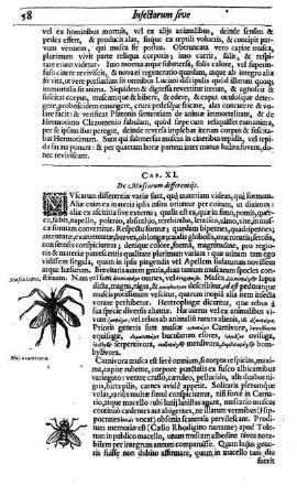 Cap. XI. De Muscarum differentijs