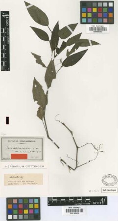 Artanthe phthinotricha Miq. [syntype]