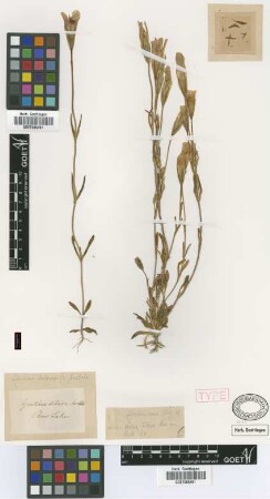 Gentiana detonsa Rottb. var. barbata Griseb.[type]