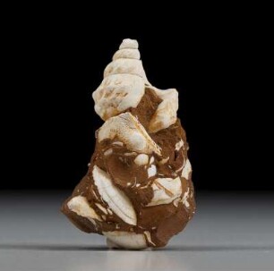 Holsteiner Gestein