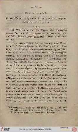Dritte Tafel [Brustorgane von hinten]