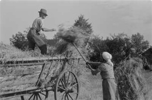 Erntefeld mit Kornpuppen. Ernte. Landwirt auf dem Erntewagen. Landwirtin in sorbischer katholischer Alltagstracht. : Žně žita. Snopy na žitnišću. Ratar na wozu składuje žito. Ratarka w serbskej katolskej wšědnej drasće.