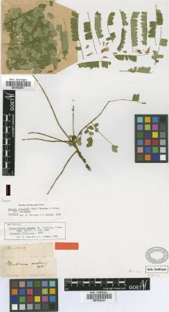 Pithecellobium jupunba (Willd.) Urb. var. Urb. alexandri[Neotype]