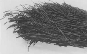 Haarknabberkohle (?) (Gothan) : Geologie | Kohlengeologie | Entstehung der Kohle