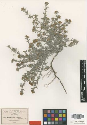 Heliotropium axillare Greenm. [type]