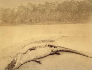Breitschnauzenkaiman (Alligator latirostris), Rio Amazonas