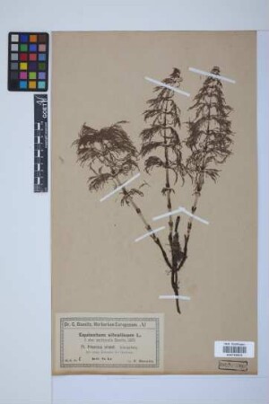 Equisetum sylvaticum L.