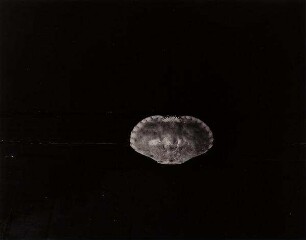 A crab