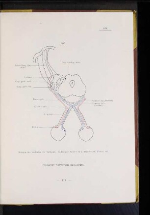 Decursus nervorum opticorum.