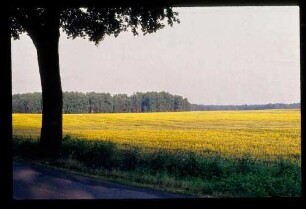 Lupinen 24.6.83.
