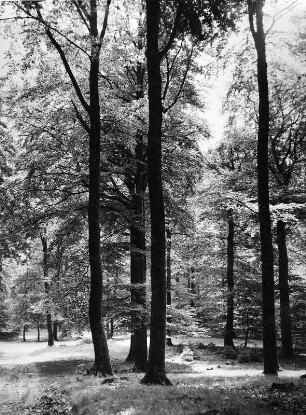 Bäume. Baumgruppe einer Lichtung in Hessen