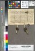 Godert von der Hese und seine Ehefrau Margaretha (Margreta) lassen Hermann von Schnellenberg (Snellen-) und dessen Ehefrau Margaretha (Margreten) ihren Eigenhörigen Johann zu Deutmecke (Deytmeke)(2 km südöstlich von Schönholthausen) und dessen Ehefrau Katharina (Katherina) sowie deren schon geborene und zukünftige Kinder auf. Diese Eigenhörigen haben sie von Goderts und Margarethas Schwager bzw. Brüder Johann Rump (Rumpe) erhalten, worüber die Aussteller eine Urkunde besitzen, die sie auch an Hermann von Schnellenberg ausliefern. Die Aussteller leisten Verzicht und sichern Währschaft zu. Siegelanküdigung: Godert von der Hese. Siegelbitte des Ausstellers an Herrn Johann Schmidt (Smet), Pfarrer (vorwarer) der Kirche zu Schönholthausen. Zeugen: Herr Heinemann (Heyneman), Vizevikar, und Heinemannn bei der Kirche (by der Kerken) Zu Schönholthausen. (op den hilligen sondach Judica).