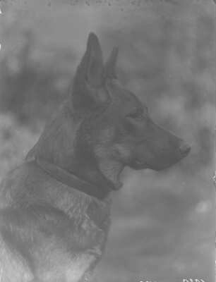 Deutscher Schäferhund : Portrait eines Schäferhundes mit dem Namen Pascha im Profil.