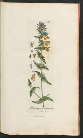 295. Melampyrum nemorosum