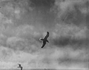 Silbermöwe : Silbermöwe (Larus argentatus), Flugbild.