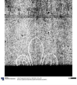 Lilie (Fragment)