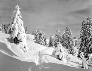Winterbilder. Skispur zwischen verschneiten Nadelbäumen