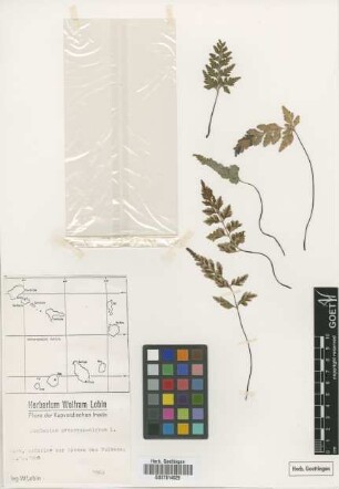 Asplenium adiantum-nigrum adiantum-nigrum L.