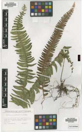 Nephrolepis cordifolia (L.) Presl
