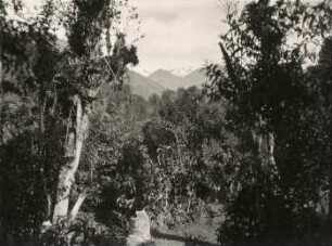 Der Cerro Altar vom Releche-Wald aus
