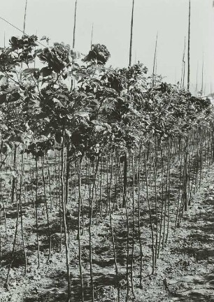 Blühende Rosenhochstämme am Draht geschult. Gartenbaubetrieb Ziegenbalg, Dresden-Leuben, Leubener Straße