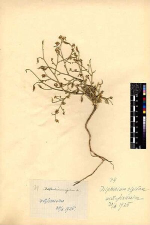 Ranunculaceae Delphinium rigidum Candolle, Augustin Pyramus de (1778 - 1841) [Jerusalem, Yerushalayim, El Quds, Al-Quds, Al Quds, El Quds Esh Sherif, Al-Muqaddas, Jérusalem, Gerusalemme, Jerusalén, Aelia Capitolina, Colonia Aelia Capitolina, Hierosolyma, Urusalim, Jerusalem]