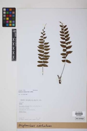 Asplenium cirrhatum Rich. ex Willd.