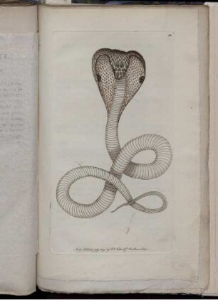 The Spectacle Snake.