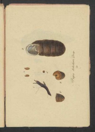 Pupa dolilum Drap.
