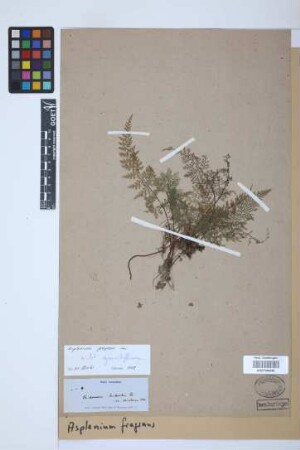 Asplenium fragrans Sw.