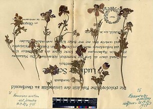 Ranunculaceae Ranunculus asiaticus Linné, Carl von (1707 - 1778) [Jerusalem, Yerushalayim, El Quds, Al-Quds, Al Quds, El Quds Esh Sherif, Al-Muqaddas, Jérusalem, Gerusalemme, Jerusalén, Aelia Capitolina, Colonia Aelia Capitolina, Hierosolyma, Urusalim, Jerusalem]