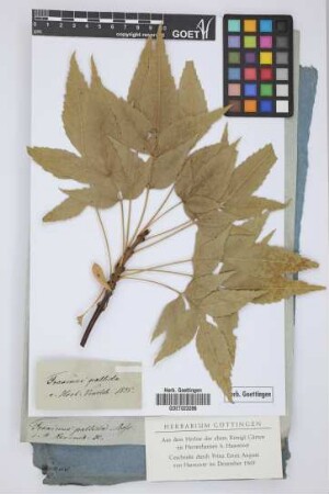 Fraxinus pallida Bosc