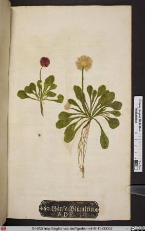 Gänse=Blümlein. A. D. E. [Gänseblümchen, Bellis perennis]