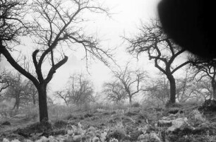 Freiburg: Rauhreif am Hebsackweg, Hintergrund Freiburg im Nebel