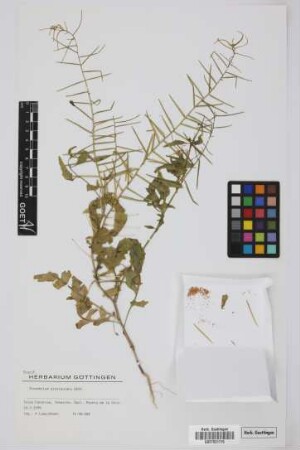Sisymbrium erysimoides Desf.